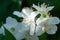 beautiful aroma jasmine blossom at sunny day. macro shot