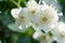 beautiful aroma jasmine blossom at sunny day. macro shot