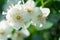 beautiful aroma jasmine blossom at sunny day. macro shot