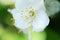 beautiful aroma jasmine blossom at sunny day. macro shot