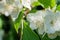 beautiful aroma jasmine blossom at sunny day. macro shot