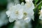 beautiful aroma jasmine blossom at sunny day. macro shot