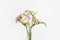 Beautiful aromatic freesia bouquet on background