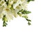 Beautiful aromatic freesia bouquet isolated