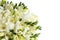Beautiful aromatic freesia bouquet isolated