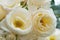 beautiful aromatic ivory roses with soft yellow core blooming in garden at morning. macro