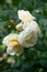 beautiful aromatic ivory roses with soft yellow core blooming in garden at sunny morning. close up