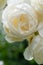 beautiful aromatic ivory roses with soft yellow core blooming in garden at sunny morning. macro