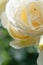 beautiful aromatic ivory roses with soft yellow core blooming in garden at sunny morning. macro