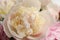 Beautiful aromatic peonies as background, closeup view