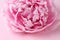 Beautiful aromatic peony on pink background, closeup