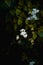 Beautiful array of white flowers and lush green leaves on a dark background. Ageratina adenophora.