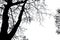 Beautiful art of lack branches of bared tree on white background