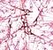 Beautiful artistic abstract red pink magenta rose blots and streaks pattern