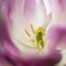 Beautiful artistic close up image of pink flowerpollen and stamen