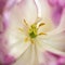 Beautiful artistic close up image of pink flowerpollen and stamen