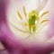 Beautiful artistic close up image of pink flowerpollen and stamen