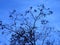 Beautiful artistic distribution of tree branches with a blue sky in background