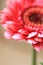 Beautiful, artistic gerbera flower