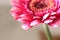 Beautiful, artistic gerbera flower