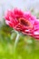 Beautiful, artistic gerbera flower