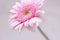 Beautiful, artistic gerbera flower