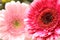 Beautiful, artistic gerbera flower