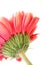 Beautiful, artistic gerbera flower