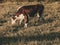 Beautiful artistic image of a brazilian Hereford cow and her baby calf grazing in the field together.