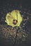 A beautiful artistic image of a Okra flower