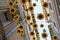 Beautiful artistic yellow decorations sunflower flowers hanging on the street