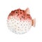 Beautiful artwork with very cute watercolor hedgehog fish. Stock illustration. Sea life.