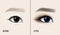 Beautiful Asian Woman Eye and Brow. Before and after make-up. Vector illustration.