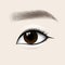 Beautiful Asian Woman Eye and Brow. Vector illustration.