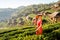 Beautiful Asian woman with hill tribe dress hold hat and basket stand in green tea field on the mountain with warm sun light and