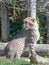 Beautiful Asiatic cheetah on a blurred background in its natural habitat