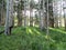 Beautiful aspen forest with sunbeams