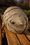 Beautiful aspen hive on wooden background