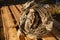 Beautiful aspen hive on wooden background