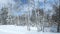 Beautiful aspen trees in forest after a snowfall with sun shining through clouds.