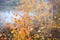 Beautiful aspens with fiery orange leaves in the wild forest forest