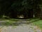 Beautiful asphalt path in the park among the trees. An alley among green trees. Path among green trees.