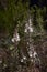 Beautiful asphodelus plant in bloom