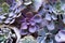 Beautiful assorted succulents. photo top view benner of echeveria. set of houseplants