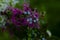 Beautiful assortment of brightly coloured wild flowers growing from a patch of grass