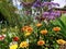 Beautiful assortment flowers in the garden with lush green leaves