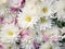 Beautiful asters bouquet background, outdoors