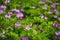 The beautiful astragalus smicus flowers in spring