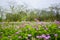 The beautiful astragalus smicus flowers in spring