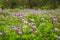 The beautiful astragalus smicus flowers in spring